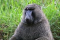 Olive baboon, Uganda Royalty Free Stock Photo