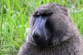 Olive baboon, Uganda Royalty Free Stock Photo