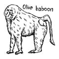 Olive baboon - vector illustration sketch hand drawn with black Royalty Free Stock Photo