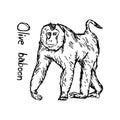 Olive baboon walking - vector illustration sketch hand drawn wit Royalty Free Stock Photo
