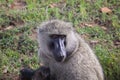 Olive baboon (Papio anubis) sitting on the grass Royalty Free Stock Photo