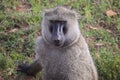 Olive baboon (Papio anubis) sitting on the grass Royalty Free Stock Photo