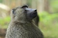 Olive Baboon Royalty Free Stock Photo