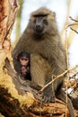 Olive baboon with a young one