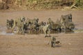 Olive baboons drinking in riverbed, Kenya