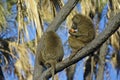 Olive baboons eating fruit in tree, Samburu, Kenya