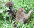 Olive baboons grooming