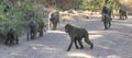 Olive baboons Lake Manyara National Park