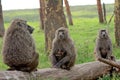 Olive baboons, Lake Nakuru National Park, Kenya Royalty Free Stock Photo