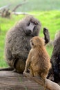 Olive baboons, Lake Nakuru National Park, Kenya Royalty Free Stock Photo