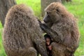 Olive baboons, Lake Nakuru National Park, Kenya Royalty Free Stock Photo