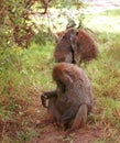 Olive baboons, Lake Nakuru National Park, Kenya Royalty Free Stock Photo