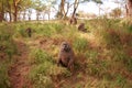 Olive baboons, Lake Nakuru National Park, Kenya Royalty Free Stock Photo