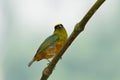 Olive backed euphonia Royalty Free Stock Photo