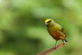 Olive backed euphonia