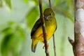 Olive backed euphonia Royalty Free Stock Photo