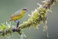 Olive-backed Euphonia - Euphonia gouldi Royalty Free Stock Photo