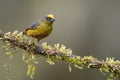 Olive-backed Euphonia - Euphonia gouldi Royalty Free Stock Photo