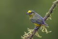 Olive-backed Euphonia - Euphonia gouldi Royalty Free Stock Photo