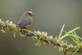 Olive-backed Euphonia - Euphonia gouldi Royalty Free Stock Photo