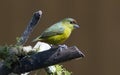 Olive-backed Euphonia, Female Euphonia gouldi