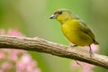 Olive-backed Euphonia