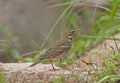 Olive-backed Pipit Royalty Free Stock Photo