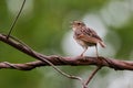 Olive-backed pipit Royalty Free Stock Photo