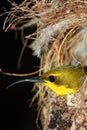 Olive-backed Sun-bird in a birds nest