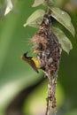 Olive-backed Sunbird Royalty Free Stock Photo