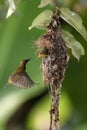 Olive-backed Sunbird Royalty Free Stock Photo