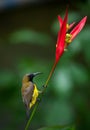 Olive-backed Sunbird ( Cinnyris jugularis ) Royalty Free Stock Photo