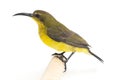 Olive-backed sunbird - Cinnyris jugularis, also known as the yellow-bellied sunbird, Royalty Free Stock Photo