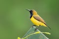 Olive-backed sunbird - Cinnyris jugularis, also known as the yellow-bellied sunbird, is a southern Far Eastern species of sunbird Royalty Free Stock Photo