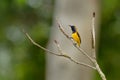 Olive-backed sunbird - Cinnyris jugularis, also known as the yellow-bellied sunbird, is a southern Far Eastern species of sunbird Royalty Free Stock Photo