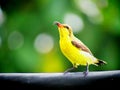 The olive-backed sunbird Cinnyris jugularis, also known as the yellow-bellied sunbird, is a southern Far Eastern species of sunb Royalty Free Stock Photo