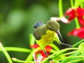 The olive-backed sunbird Cinnyris jugularis, also known as the yellow-bellied sunbird, is a southern Far Eastern species of sunb Royalty Free Stock Photo