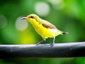 The olive-backed sunbird Cinnyris jugularis, also known as the yellow-bellied sunbird, is a southern Far Eastern species of sunb Royalty Free Stock Photo