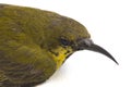 Olive-backed sunbird - Cinnyris jugularis, also known as the yellow-bellied sunbird, Royalty Free Stock Photo