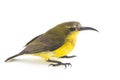 Olive-backed sunbird - Cinnyris jugularis, also known as the yellow-bellied sunbird, Royalty Free Stock Photo