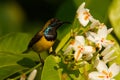 Olive-backed sunbird - Cinnyris jugularis, also known as the yellow-bellied sunbird, is a southern Far Eastern species of sunbird Royalty Free Stock Photo