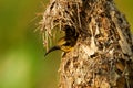 Olive-backed sunbird - Cinnyris jugularis, also known as the yellow-bellied sunbird, is a southern Far Eastern species of sunbird Royalty Free Stock Photo