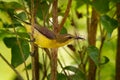 Olive-backed sunbird - Cinnyris jugularis, also known as the yellow-bellied sunbird, is a southern Far Eastern species of sunbird Royalty Free Stock Photo