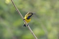 Olive-backed sunbird Cinnyris jugularis Beautiful Male Birds of Thailand Royalty Free Stock Photo