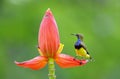 Olive-backed sunbird Cinnyris jugularis Royalty Free Stock Photo