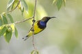 Olive-backed sunbird Cinnyris jugularis Male Cute Birds of Thailand Royalty Free Stock Photo