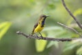 Olive-backed sunbird Cinnyris jugularis Male Cute Birds of Thailand Royalty Free Stock Photo