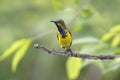 Olive-backed sunbird Cinnyris jugularis Male Cute Birds of Thailand Royalty Free Stock Photo