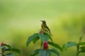 Olive-backed sunbird (Cinnyris jugularis) Royalty Free Stock Photo