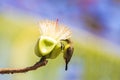 Olive-backed sunbird Cinnyris jugularis or yellow-bellied sunbird feeding nectar of white flower White silk cotton tree - The Royalty Free Stock Photo